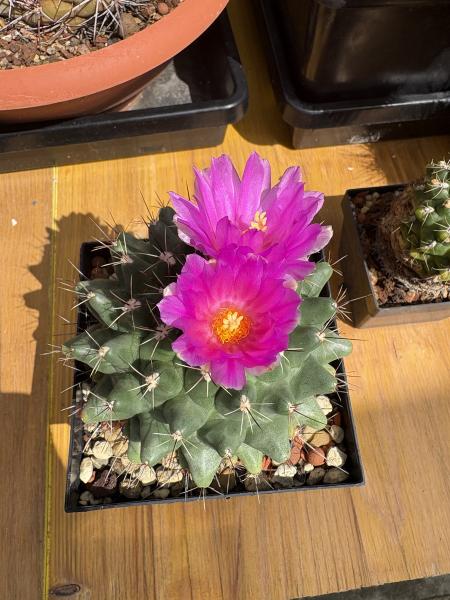 Thelocactus rinconensis ssp hintonii